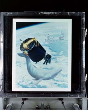 S85-32850 - Composite image of satellite retrieval, STS / 51-A, and art concept of harpooning a whale